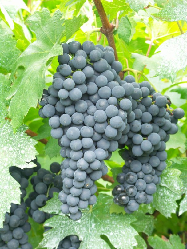 Spanish wine grapes are arriving TS Robinson